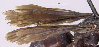 Media type: image;   Entomology 26231 Aspect: Wing front